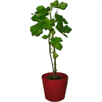 Sazenice Ficus carica Fíkovník