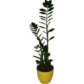Sazenice Zamioculcas