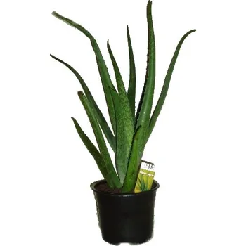 Sazenice Aloe vera - pěkné naducané listy
