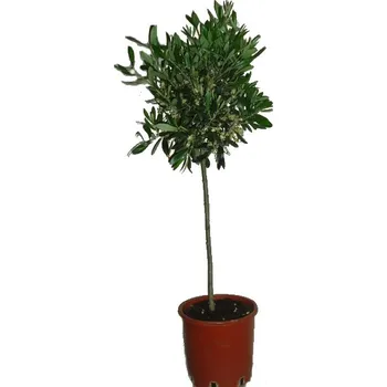 Sazenice Olivovník rostlý strom na kmínku XL