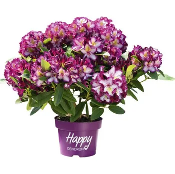 Pěnišník Easydendron Inkarho® 'Pushy Puple' 25-30 cm květináč 5 l