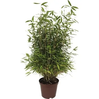 Květináč Bambus FloraSelf Fargesia murielae 'Neue Generation' 60-80 cm květináč 7,5 l