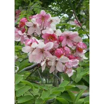 Semeno CASSIA grandis ”Pink Shower tree“ 5 semen