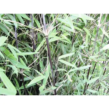 Květináč FloraSelf Bambus trsnatý černá perla 125-150 cm černý