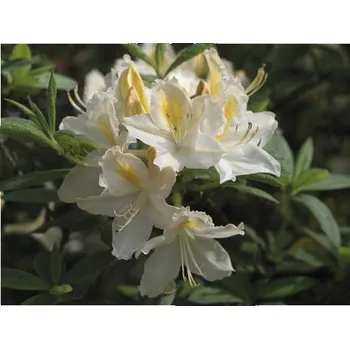 Sazenice Azalka dřevitá opadavá Azalea Rhododendron luteum výška 30-40 cm květináč 5 l bílá
