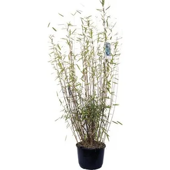 Květináč Bambus trsnatý černá perla FloraSelf Fargesia nitida 'Black Pearl' výška 80-100 cm květináč 10 l, 35 let FloraSelf jubilejní edice