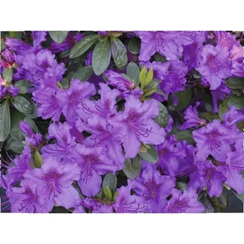 Sazenice Azalka japonská Rhododendron obtusum výška 30-40 cm květináč 5 l fialová