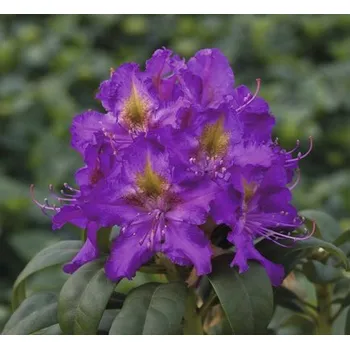 Sazenice Rododendron, pěnišník fialový FloraSelf Rhododendron hybrid výška 30-40 cm květináč 5 l oblíbené odrůdy