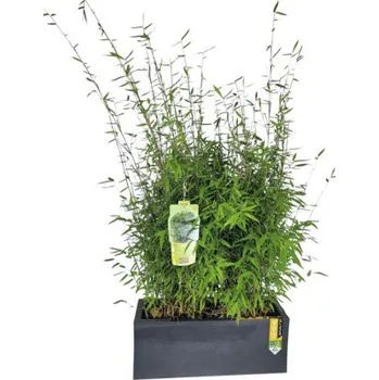 Květináč FloraSelf Fargesia Malachite Monkeys délka 59 cm tmavě malachitově zelená