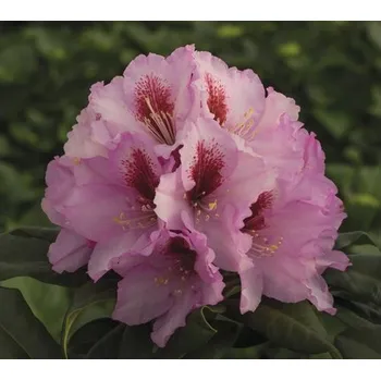 Květináč Rododendron, pěnišník růžový FloraSelf Rhododendron hybrid výška 30-40 cm květináč 5 l oblíbené odrůdy