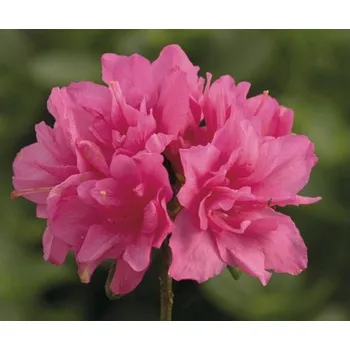 Sazenice Azalka japonská Rhododendron obtusum výška 30-40 cm květináč 5 l růžová