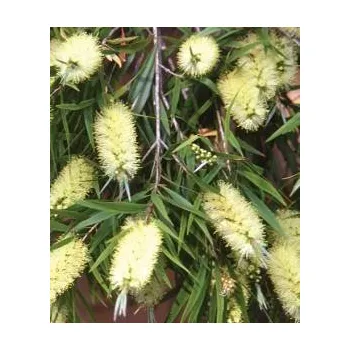 Semeno CALLISTEMON salignus 200 semen