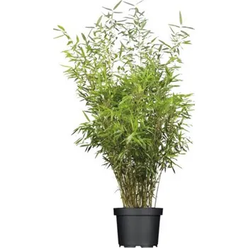 Sazenice Bambus, fargesia, rákosovec Fargesia murialeae 'Ivory Ibis'Ⓡ Ⓢ výška 80-100 cm květináč 10 l