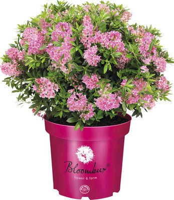 Pěnišník zakrslý drobnokvětý alternativa buxusu/zimostrázu Bloombux® Magenta Rhododendron micranthum 'Bloombux' ® 15-20 cm květináč 2 l