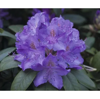 Sazenice Rododendron, pěnišník modrý FloraSelf Rhododendron hybrid výška 30-40 cm květináč 5 l