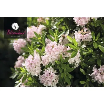 Květináč FloraSelf Rhododendron Micranthum Bloombux Růžový