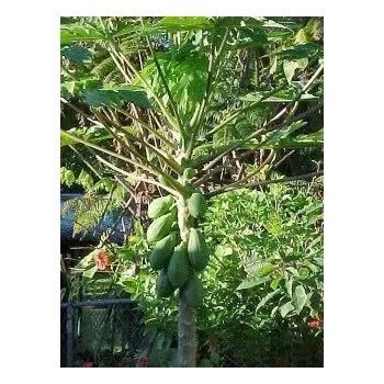 Semeno CARICA papaya Waimanolo 5 semen