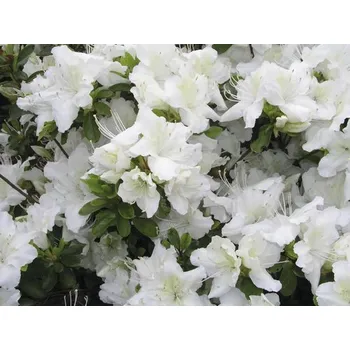 Sazenice Azalka japonská FloraSelf Rhododendron obtusum výška 25-30 cm květináč 3 l bílá