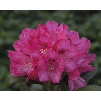 Květináč Rododendron jakušimský, pěnišník růžový FloraSelf Rhododendron yakushimanum výška 30-40 cm květináč 5 l