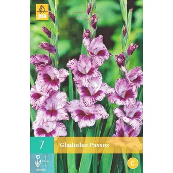 Cibulovina Mečík Passos (7 cibulí) velkokvětý