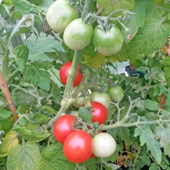 Semeno Rajče Red Robin - Solanum lycopersicum - osivo rajčat - 6&nbsp;ks