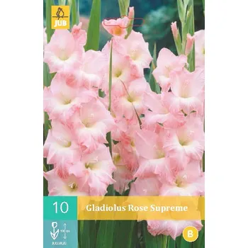 Cibulovina Mečík Rose Supreme (10 cibulí) velkokvětý