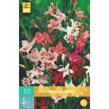 Cibulovina Mečík Nanus Mix (10 cibulí)