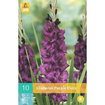 Cibulovina Mečík Purple Flora (10 cibulí) velkokvětý