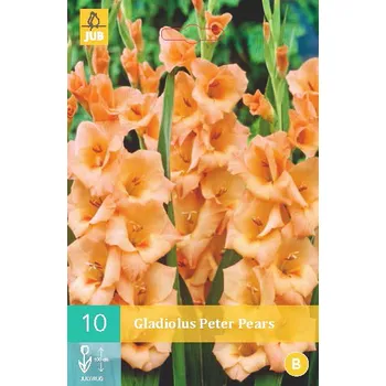 Cibulovina Mečík Peter Pears (10 cibulí) velkokvětý