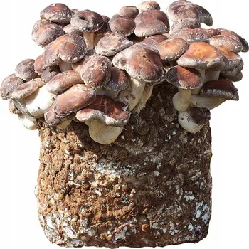 Substrát Shiitake – připravený substrát pro domácí pěstování podhoubí