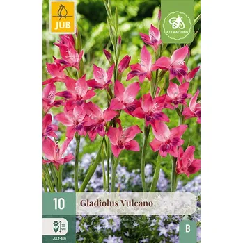 Cibulovina Mečík VULCANO (10 cibulí)