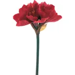Amarylka větvička Rabat 40 cm červená