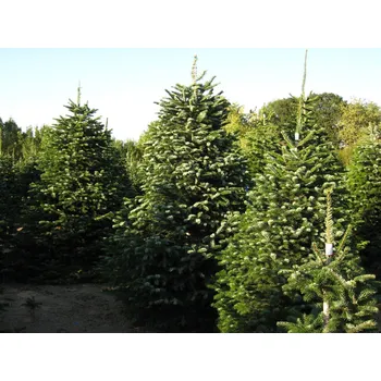 Sazenice C2 JEDLE KAVKAZSKÁ 30-40 CM. ABIES KAUKASIKA KRÁSNÁ SAZENICE