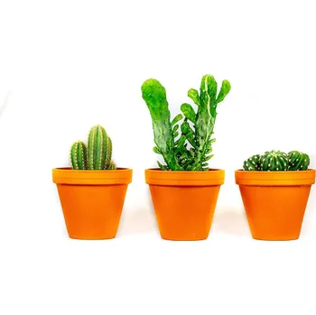 Gardners Kaktus mix, průměr 8,5 cm