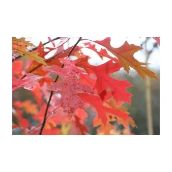 Sazenice Dub bílý sazenice v kontejneru 1-2l 20-40 cm