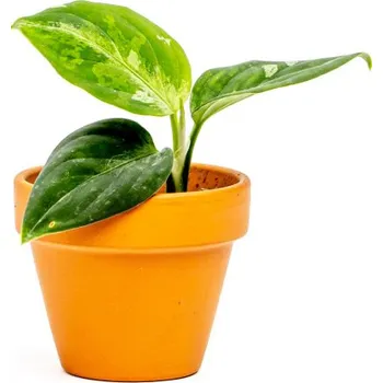 Gardners Aglaonema Pictum Tricolor, průměr 6 cm Aglaonema, Spící panna