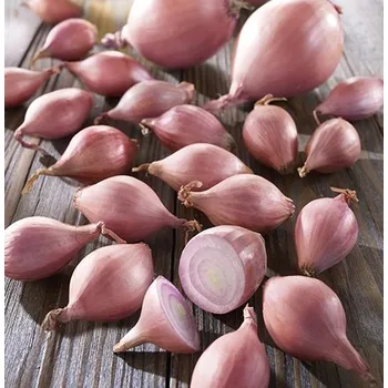 Semeno Rosanna 250g - sazečka růžová