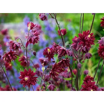 Sazenice Orlíček obecný 'Ruby Port' - Aquilegia vulgaris 'Ruby Port' Balení: kontejner p9
