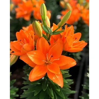 Cibulovina Lilie Tiny Double Dutch 3 ks