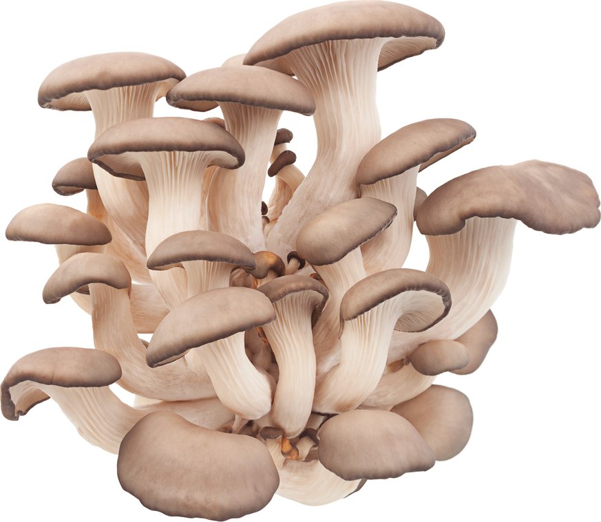 Pěstební substrát pro hlívu ústřičnou 15 l