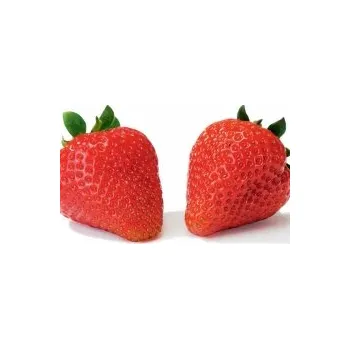 Jahodník Florence (plato 10ks)