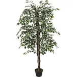 Intesi Fikus Benjamin 170 cm