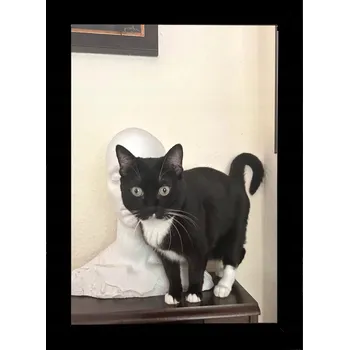 Obraz RÁMEČEK NA FOTKY 15X21 ČERNÝ PLOCHÝ DŘEVĚNÝ RÁM