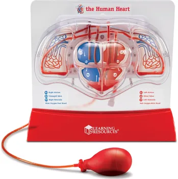 kreativní sada Learning Resources Krevní oběh v srdci