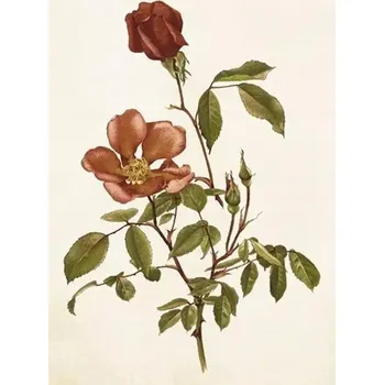 Obraz Přání ST429 B6 + obálka Růže / Skona Ting