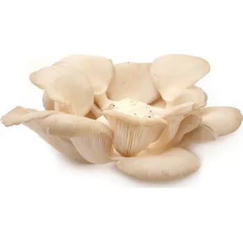 Substrát Pěstební substrát pro hlívu plicní 15 l