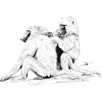 Výtvarná sada Royal Langnickel Malování SKICOVACÍMI TUŽKAMI - Paviány