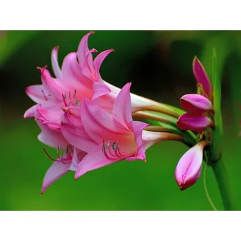 Semeno Křín 'Powellii Rosea' 1 ks