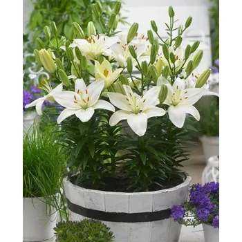 Cibulovina Lilie Sparkling Joy 3 ks