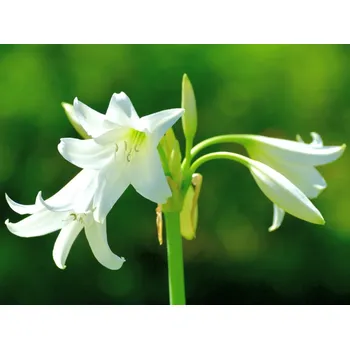 Semeno Křín 'Powellii Album' 1 ks